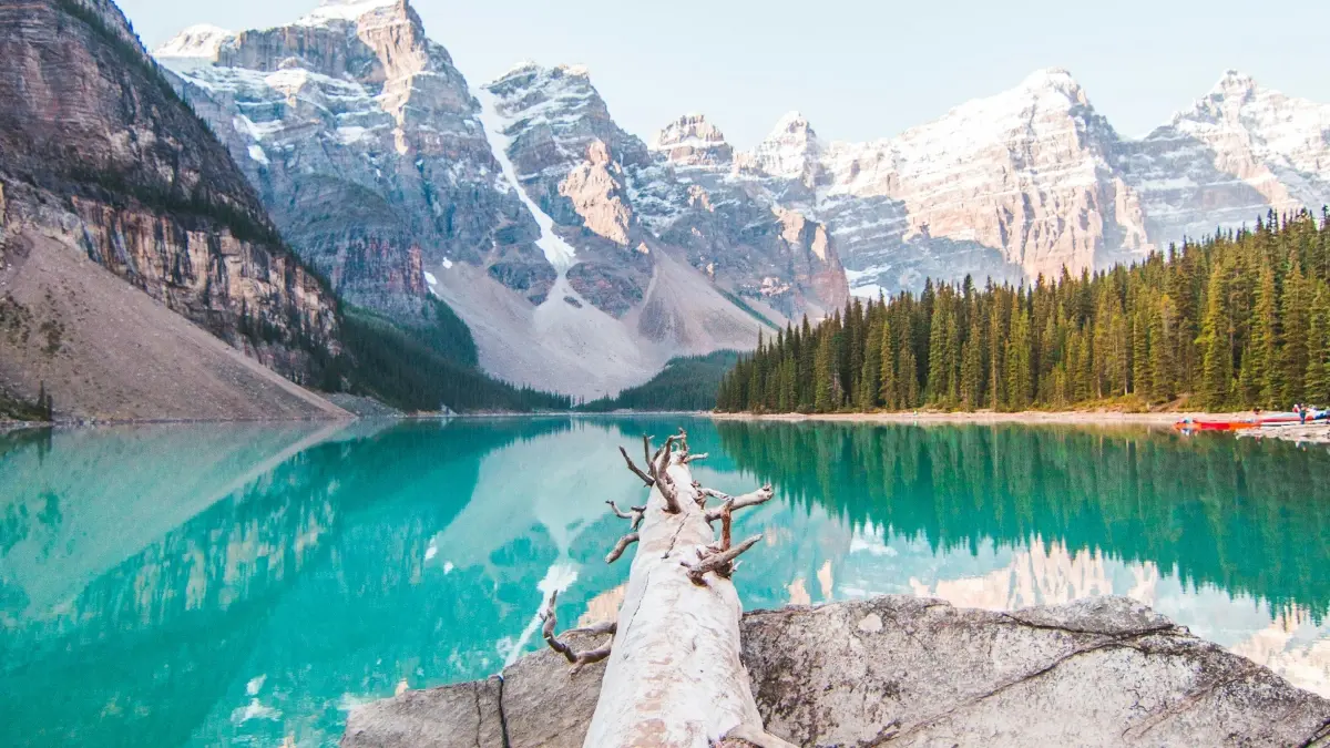 Zimbabwe Brands: Hook Turkey eBay Creators for Event Vlogs