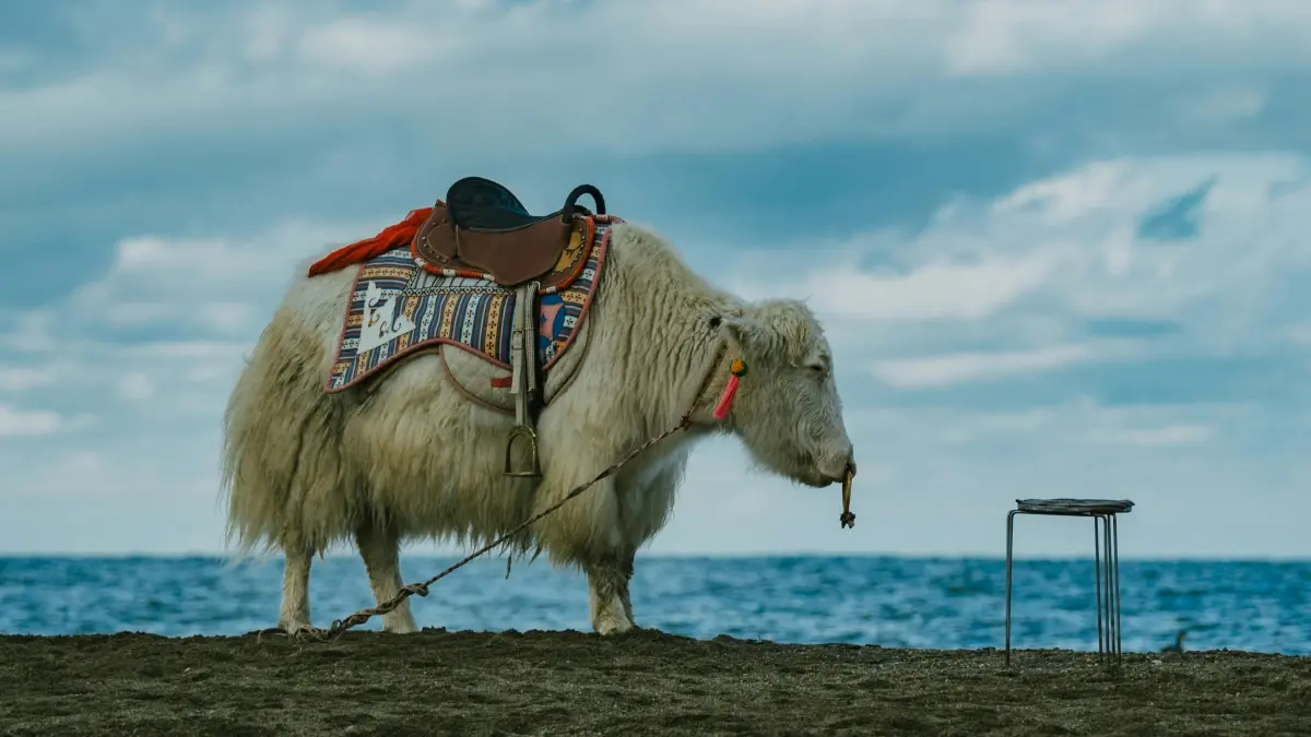 Creators: Land North Macedonian Brand Deals on Telegram