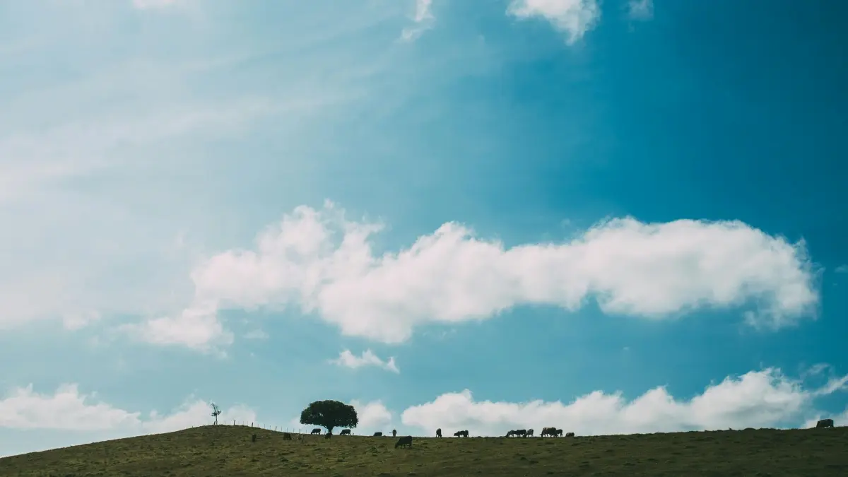 Zimbabwe Advertisers: How to Find Romania Netflix Creators for Travel Boost