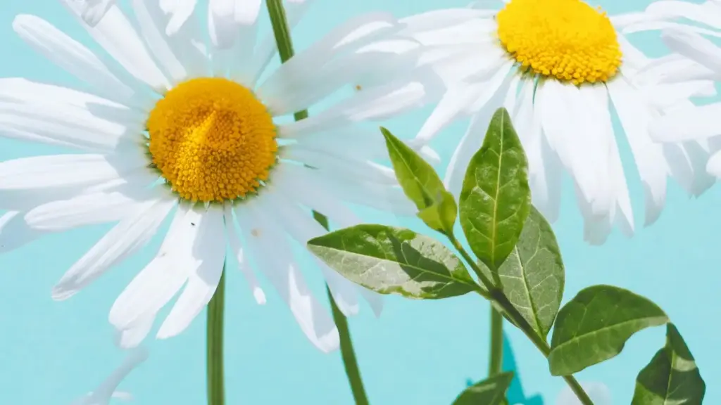 Practical guide for Zimbabwean advertisers to find Ecuador ShareChat creators and team up with style influencers — outreach tips, vetting, and campaign playbooks.