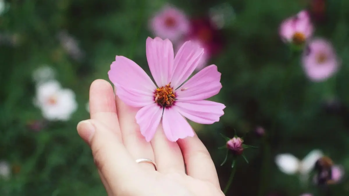 Creators: Reach Azerbaijani Brands on Reddit — Quick Cred Boost