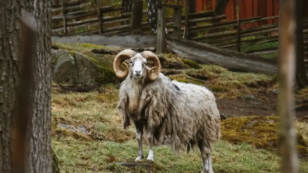 Practical guide for Zimbabwe advertisers to find Greece-based Rumble creators and partner them with top creators for product lines, with platform tips and outreach templates.