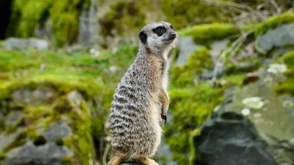 Practical guide for Zimbabwean creators on how to find, pitch and partner with Canadian brands on Moj so product benefits land clear with Gen Z audiences.