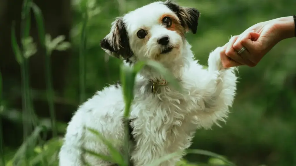 Practical step‑by‑step for Zimbabwe creators to find, pitch and partner with Israel fashion brands on LinkedIn to build paid lookbooks and collabs.