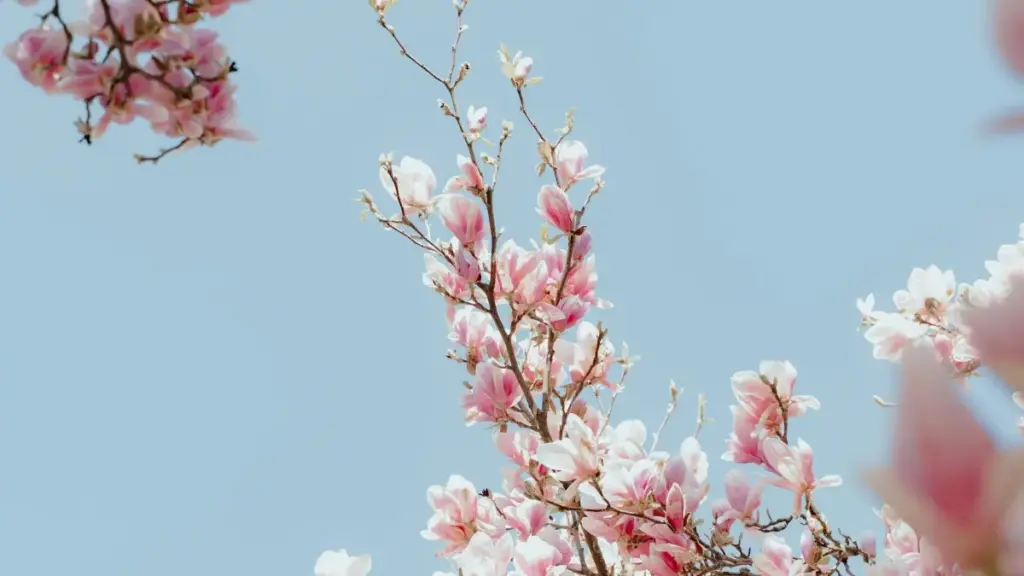 Practical step-by-step playbook for Zimbabwe creators who want to pitch Bolivia brands on Telegram and land branded tutorial deals.