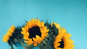 Practical guide for Zimbabwean advertisers to discover Netherlands-based Bilibili creators and run creator-led sustainability campaigns that cut through.