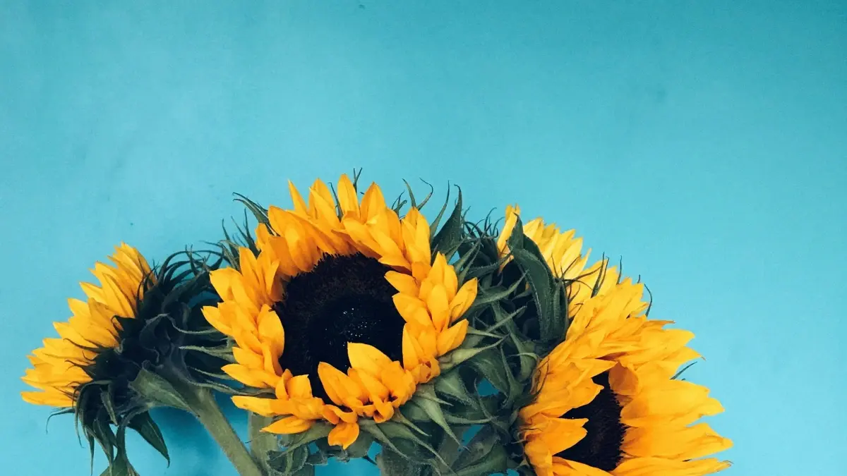 Find Netherlands Bilibili creators for sustainability buzz