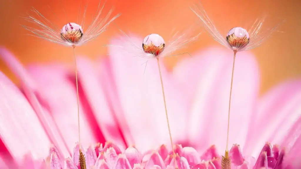 Practical guide for Zimbabwean creators on how to pitch Laos hospitality brands on Takatak for paid hotel reviews. Steps, outreach templates, platform tips, and campaign structure.