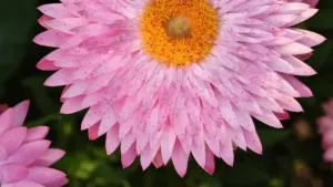 Practical guide for Zimbabwe creators on pitching Chilean brands via Spotify — outreach scripts, ad tools, localization tips, and long-term deal playbook.