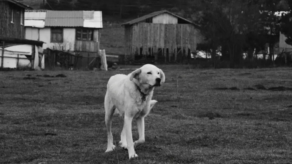 Practical guide for Zimbabwe advertisers to find Armenia LinkedIn creators for real reviews, outreach tactics, vetting steps, and campaign playbook.