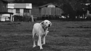 Practical guide for Zimbabwe advertisers to find Armenia LinkedIn creators for real reviews, outreach tactics, vetting steps, and campaign playbook.