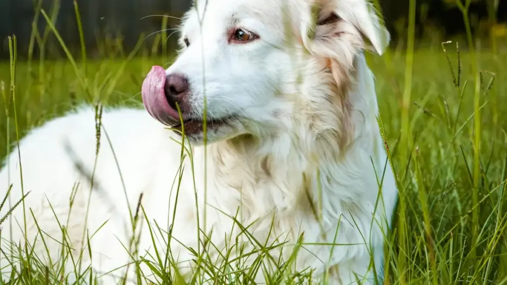 Practical guide for Zimbabwean advertisers to find US-based Netflix creators, validate demand, and run low-cost market tests using creator marketplaces, social listening, and smart briefs.