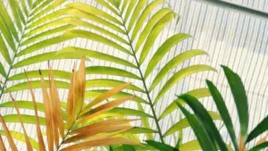 Practical guide for Zimbabwean creators to find and pitch Myanmar brands on Roposo for productivity-guide collabs — outreach tactics, content hooks, and campaign logistics.