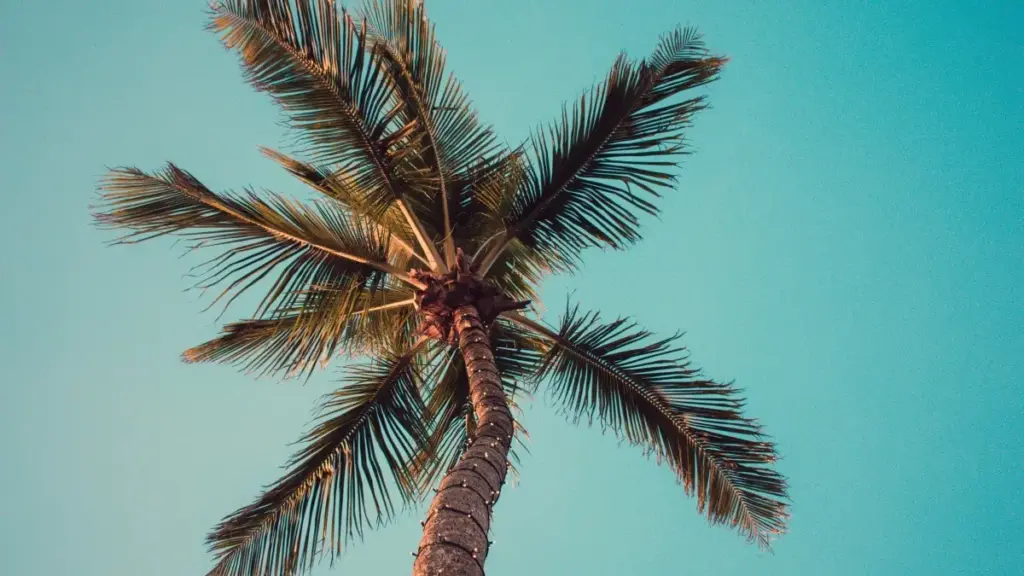 Practical, street-smart guide for Zimbabwe creators on using Reddit to pitch Thailand brands and win paid sponsorships — tactics, local context, outreach templates and risks.