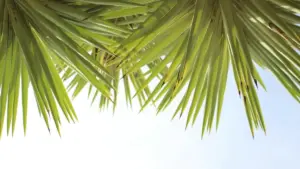 Need Philippines Lazada creators for a mobile game launch? Here’s a practical way to spot the right creators, vet them fast, and avoid wasting budget.