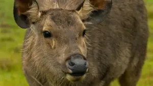 Practical ways Zimbabwe creators can pitch Slovenia brands on YouTube, spot must-have items, and turn views into real brand deals.