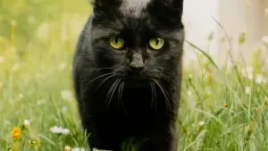 Practical ways to pitch Slovakia brands on Hulu, turn streaming attention into course signups, and avoid wasting ad spend.