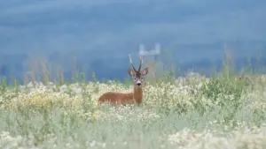 How Zimbabwean advertisers can find Sri Lanka Facebook creators who move product, explain well, and convert like mad on creator-led sales pushes.