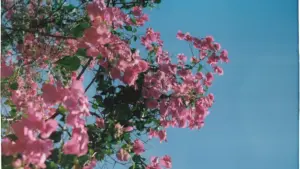 Practical playbook for Zimbabwe creators reaching Bulgaria brands on Facebook to push music tracks into challenges, collabs, and brand-led UGC.